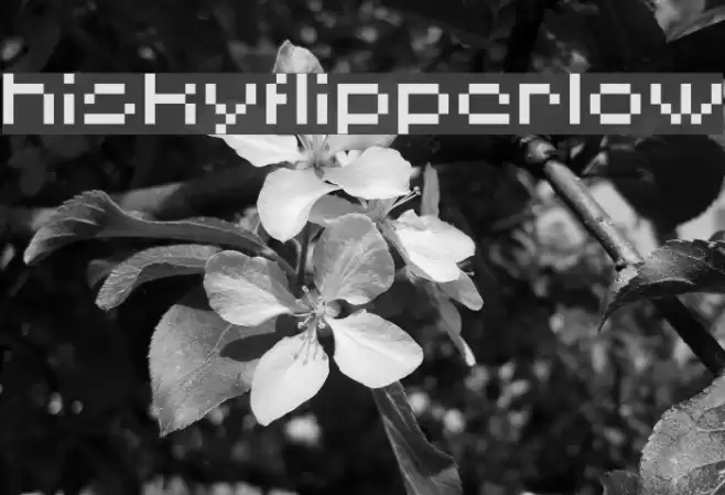 HISKYFLIPPERLOW フォント examples