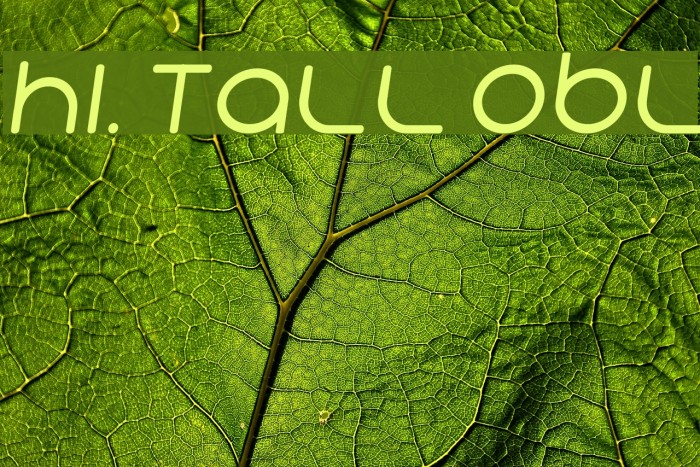 Hi. Tall Obl Font examples