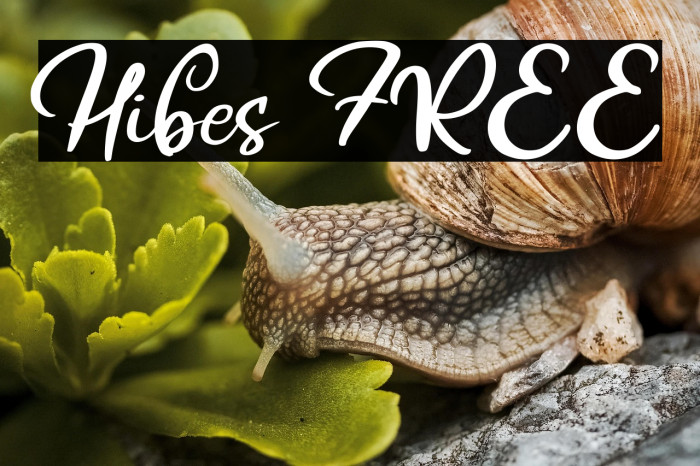 Hibes FREE Example 1