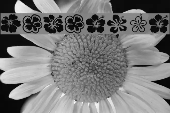 Hibiscus Font examples