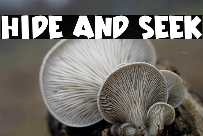 Hide And Seek Example 2