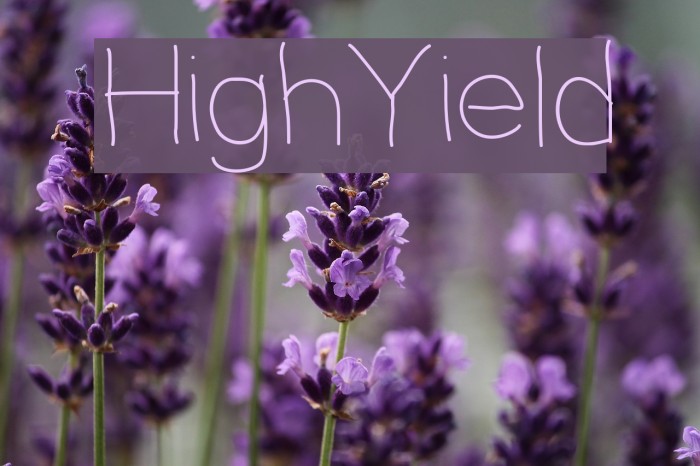 HighYield Font examples