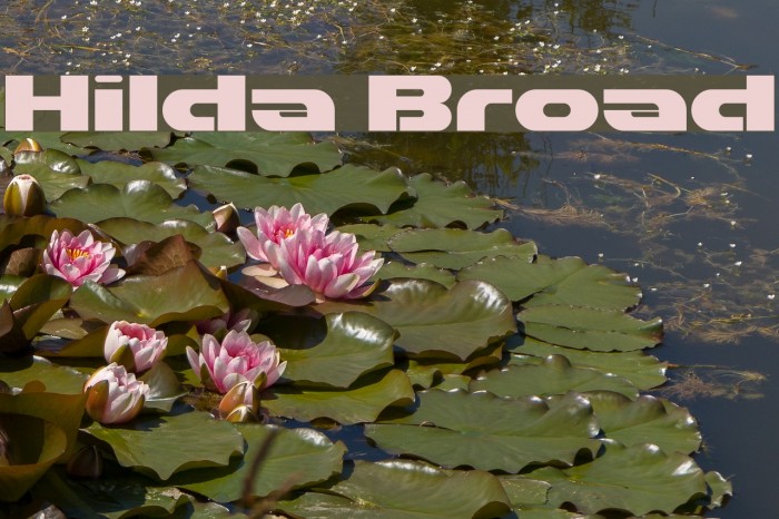 Hilda Broad Font examples