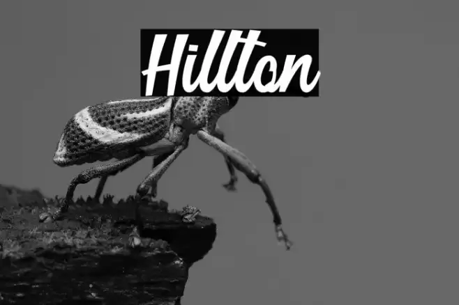 Hillton Font examples