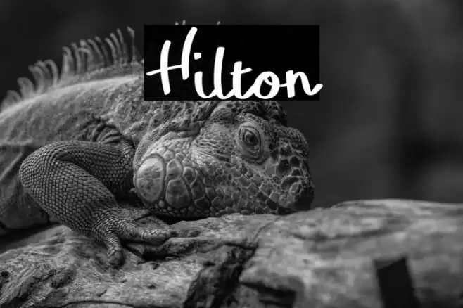 Hilton Font examples