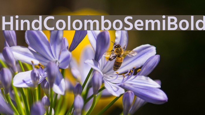 Hind Colombo SemiBold Font examples