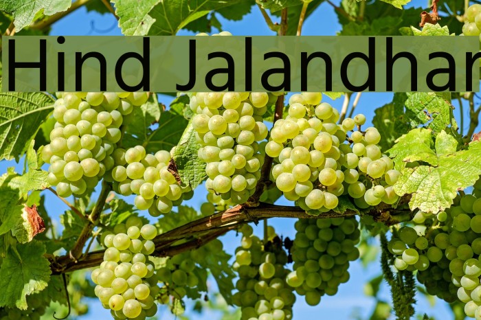 Hind Jalandhar Font examples