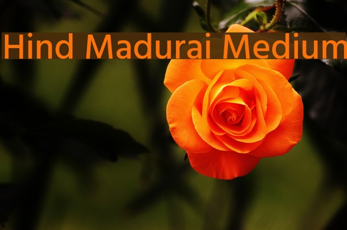 Hind Madurai Medium Font examples