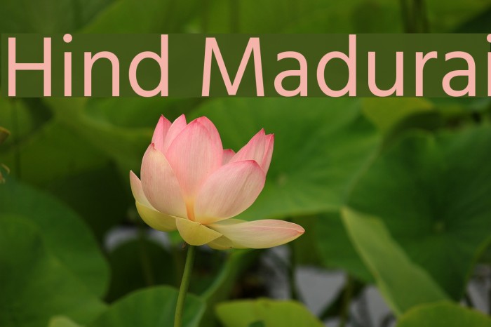 Hind Madurai Font examples