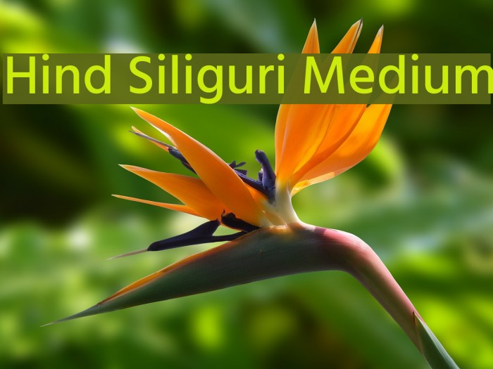 Hind Siliguri Medium Font examples