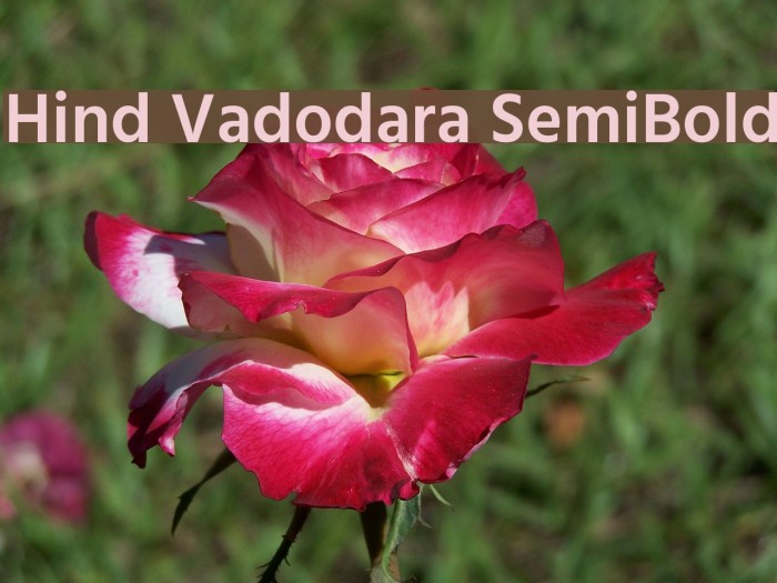Hind Vadodara SemiBold Font examples