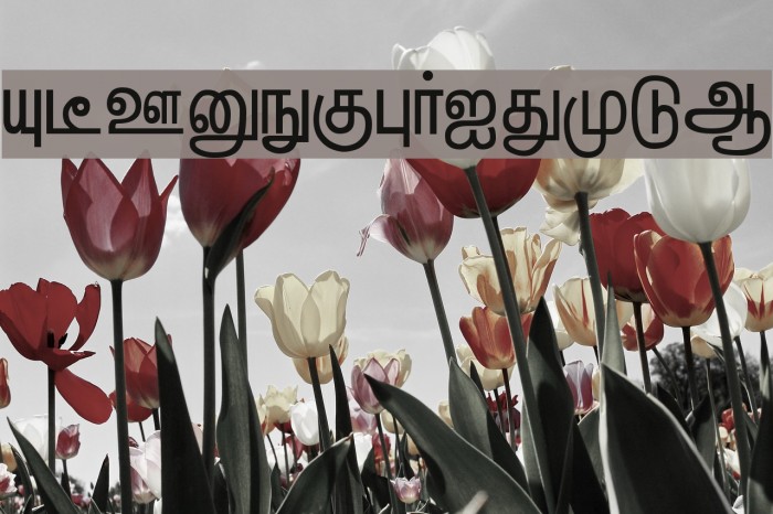 Hindolam Regular Font examples