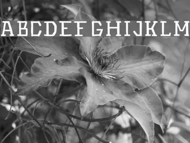 Hinwil Medium Font examples