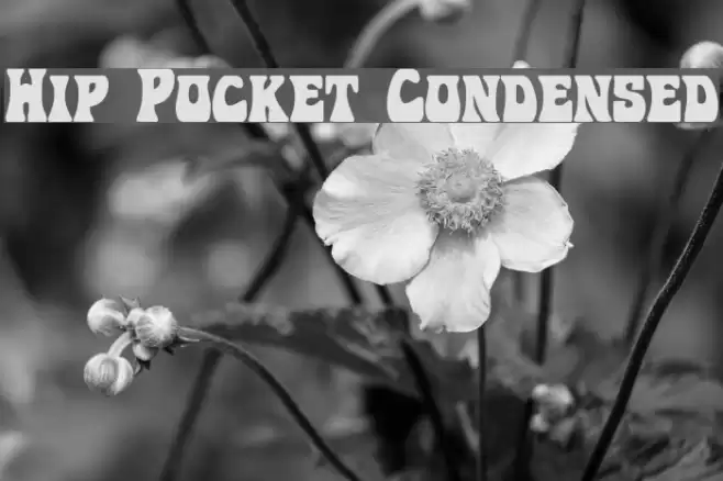 Hip Pocket Condensed Font examples