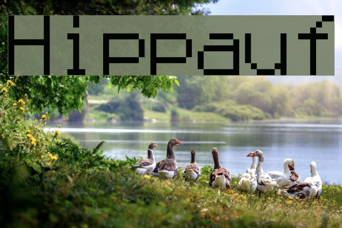 Hippauf Font examples