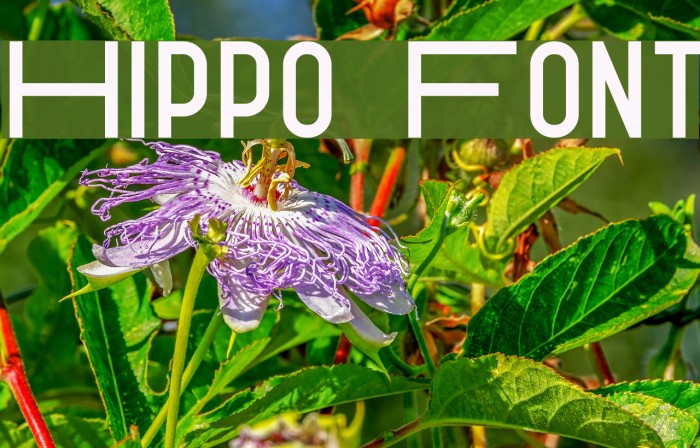 Hippo Font examples
