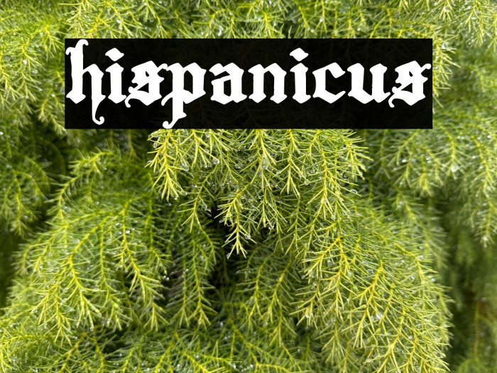 Hispanicus Example 2