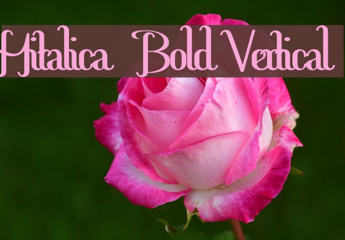 Hitalica Bold Vertical Font examples