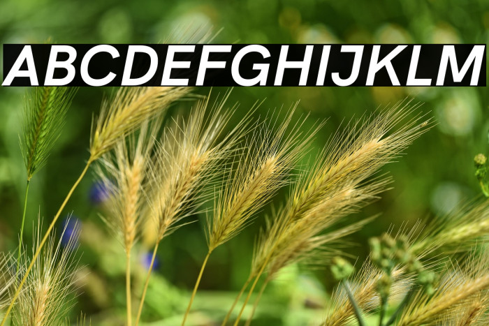 HK Grotesk Bold Italic Example 1