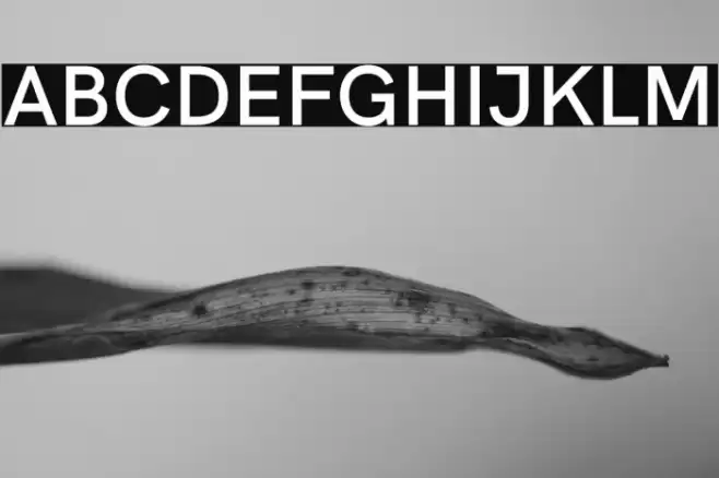 HK Grotesk SemiBold Font examples