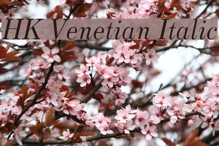 HK Venetian Italic Font examples