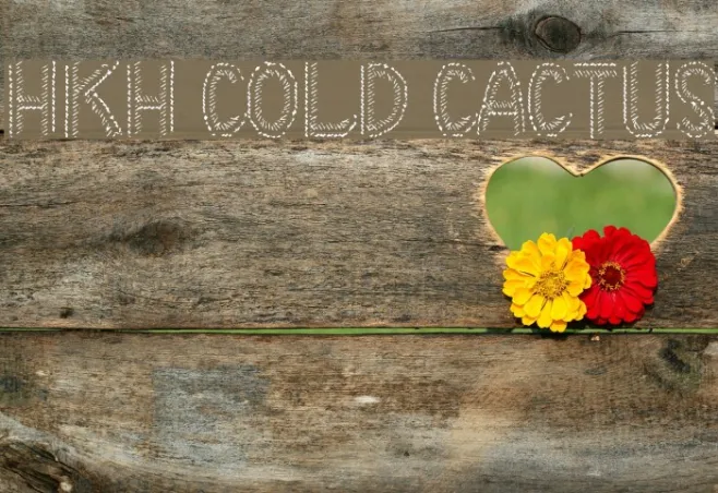 HKH Cold Cactus Example 2