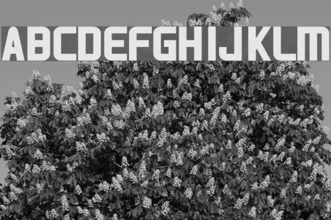 HNkani-Regular Font examples