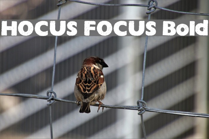 HOCUS FOCUS Bold Font examples