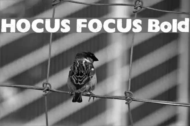 HOCUS FOCUS Bold خط examples