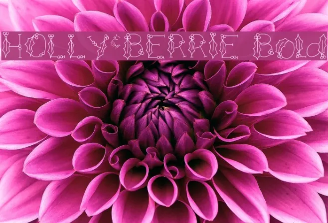 HOLLY&BERRIE Bold Example 2