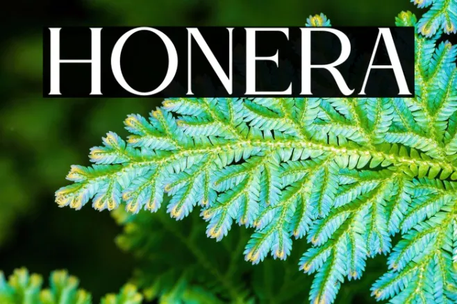 HONERA Example 3