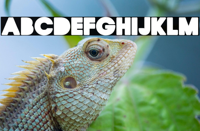 HONEYCOMB CLEAN PERSONAL USE Regular Example 3