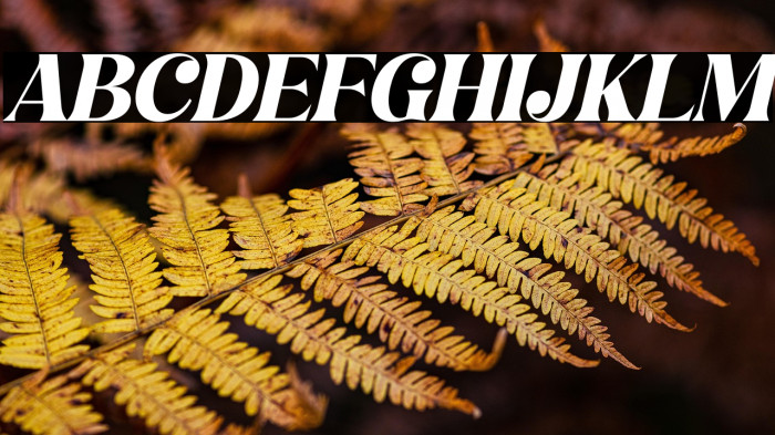 Hochagi Italic Example 2