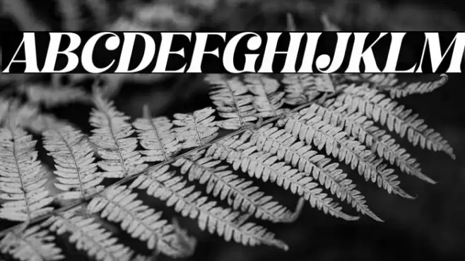 Hochagi Italic Font examples