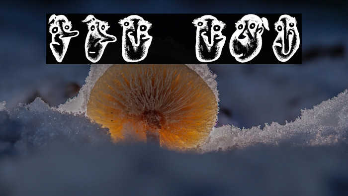 Hoder Regular Example 1