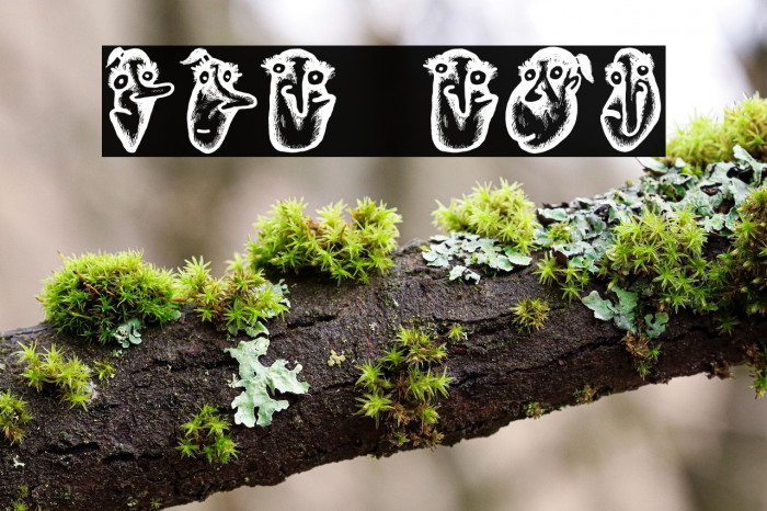 Hoder Regular Example 2