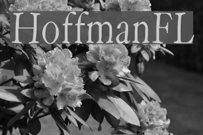 HoffmanFL Font examples