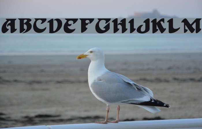 Hoffmann Regular Font examples