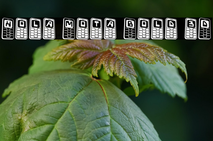 Hola Mota Bold 3D Example 1