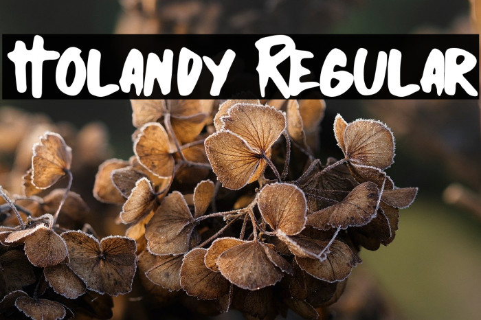 Holandy Regular Example 3