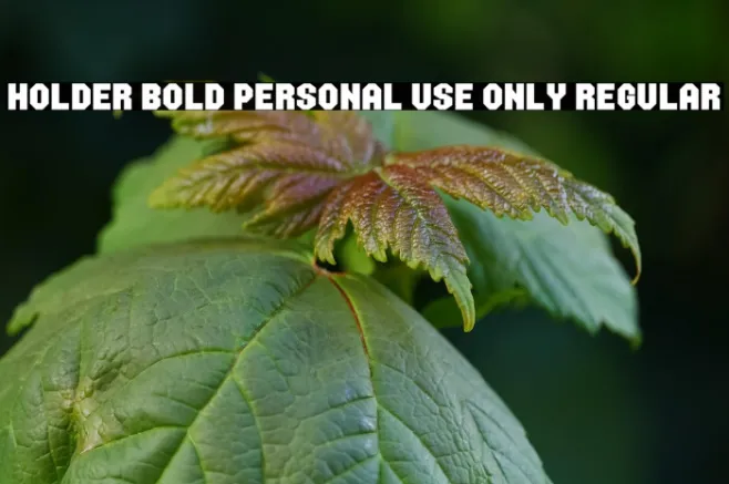 Holder Bold PERSONAL USE ONLY Regular Example 1