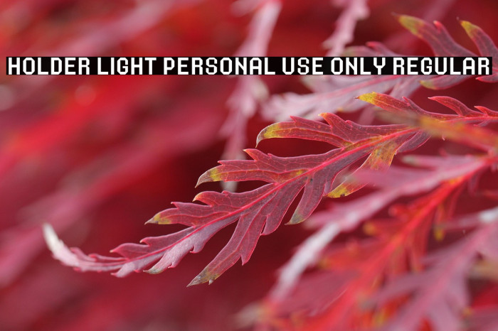 Holder Light PERSONAL USE ONLY Regular Example 3