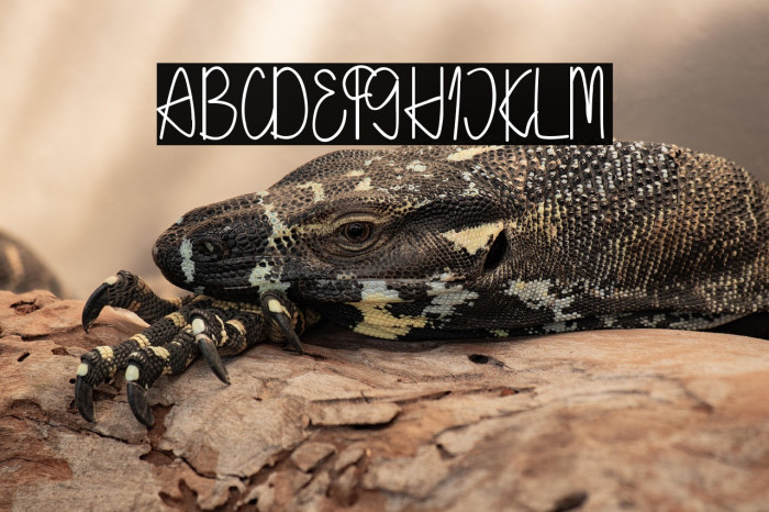 Holea Script Example 1