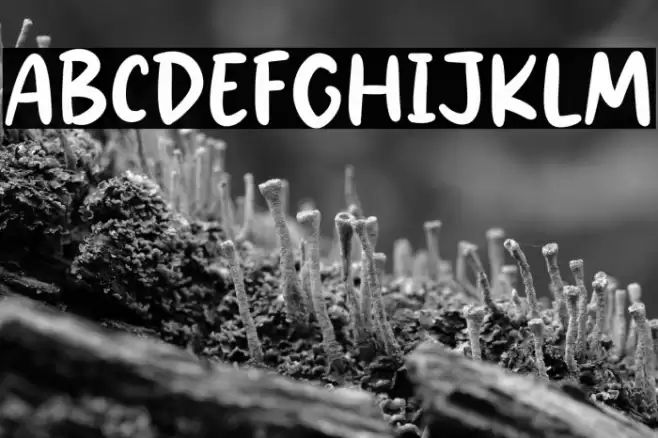 Holiday School Schriftart examples