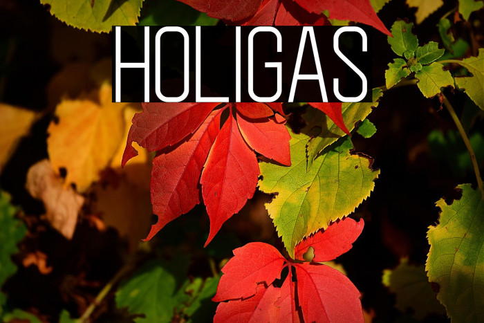 Holigas Example 3