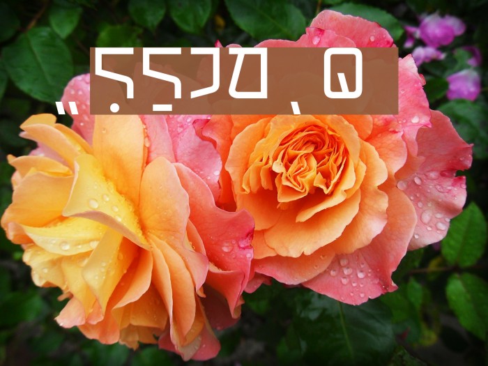 Holiland Lux Example 3