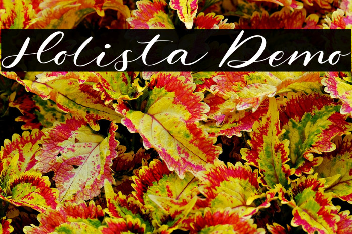 Holista Demo Example 2