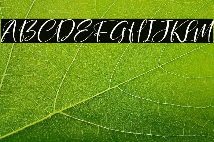 Holistica Italic Example 3