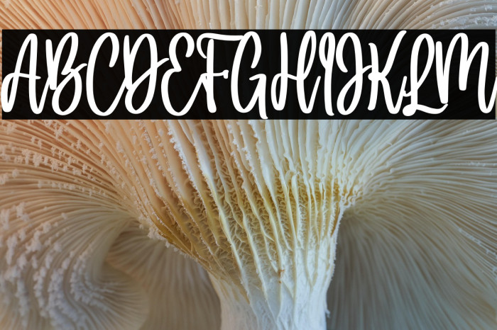 Holla bella bold Bold Example 1