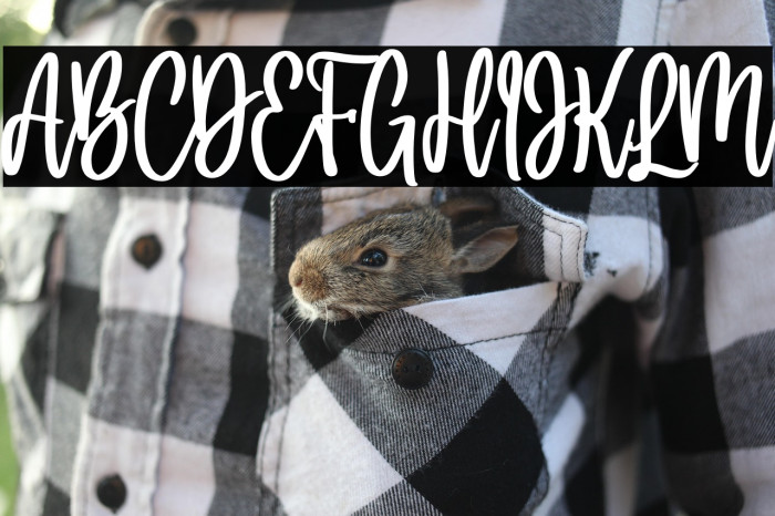 Holla bella bold Bold Example 3